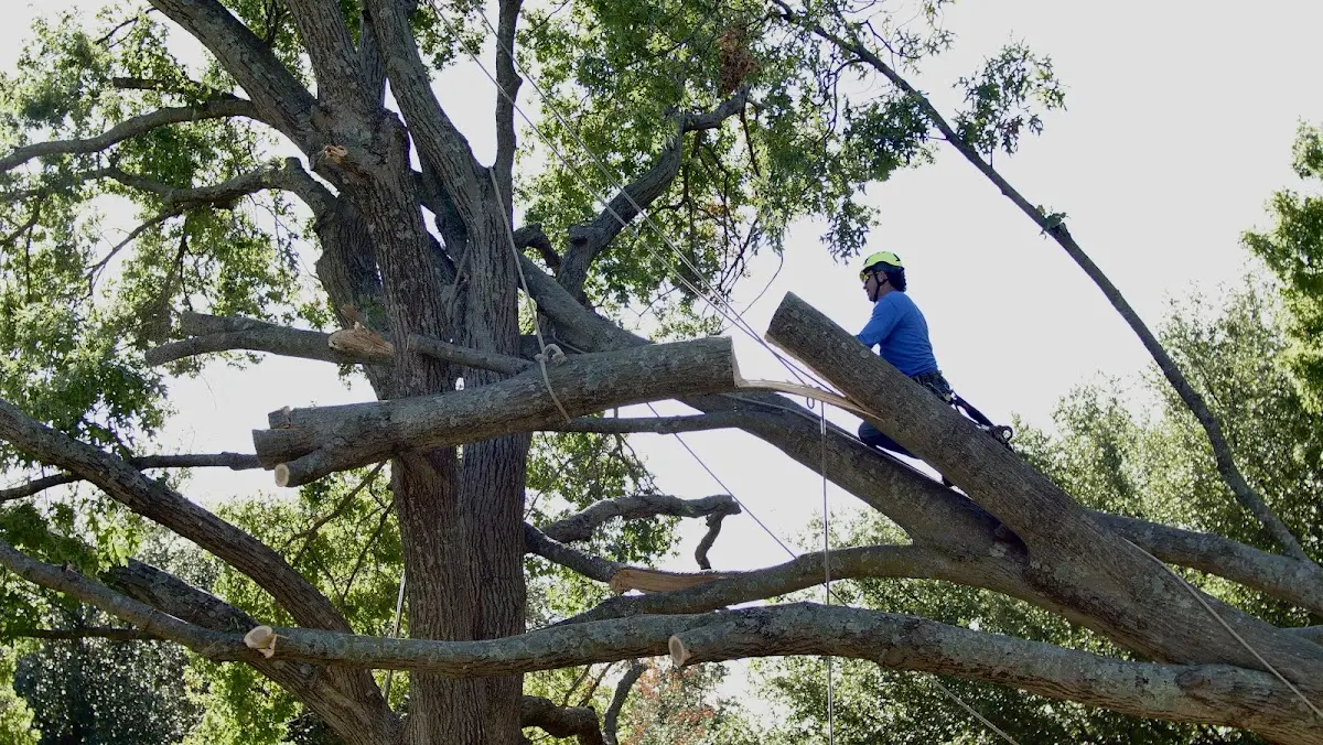 Professional Crown Thinning performed by certified arborists in Monroe City